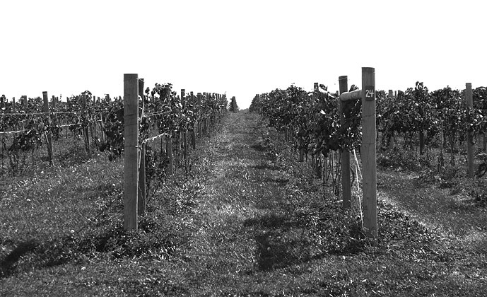 20060827181756_row_24.jpg