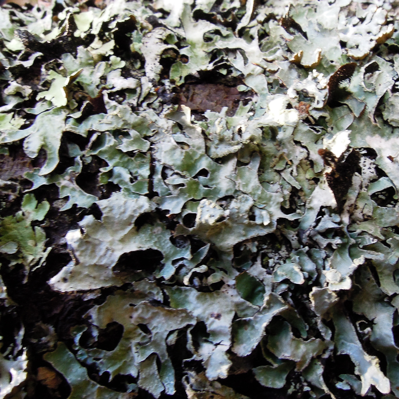 20111020194631_fungus.jpg