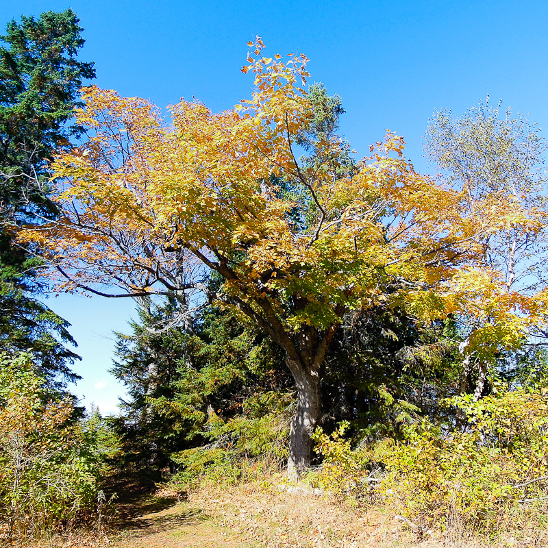 20111020200145_tuftstree.jpg