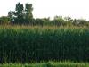 September Corn