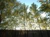 The trees enjoy another sunset