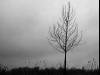 One Lone Tree