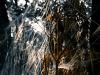 Ensnared
