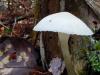Shroomage