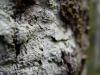 Fuzzy Tree
