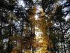 Shaft of Gold